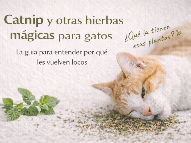 gato rodeado de catnip y otras hierbas