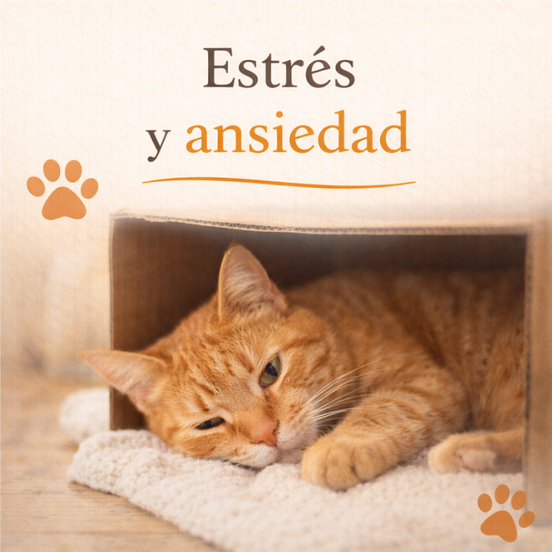 estrés y ansiedad gato estrés y ansiedad gato